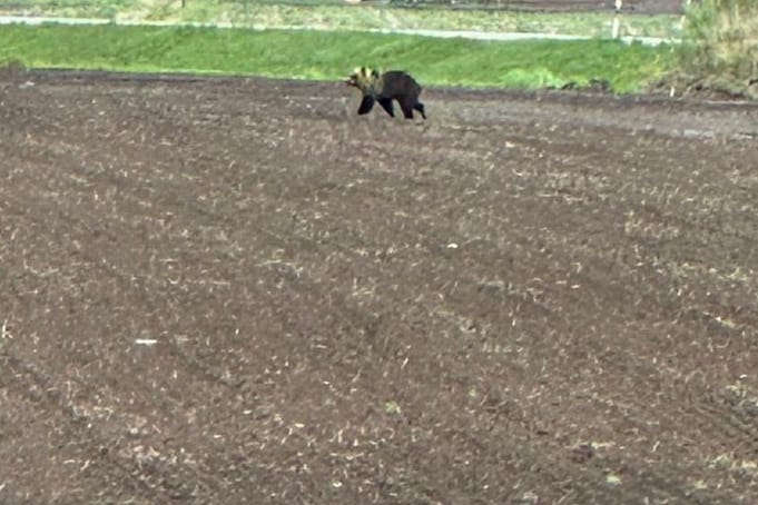 Viikko sitten pienempi karhu tallentui Suojasen naapurin puhelimeen. Kuva otettu ikkunan läpi.