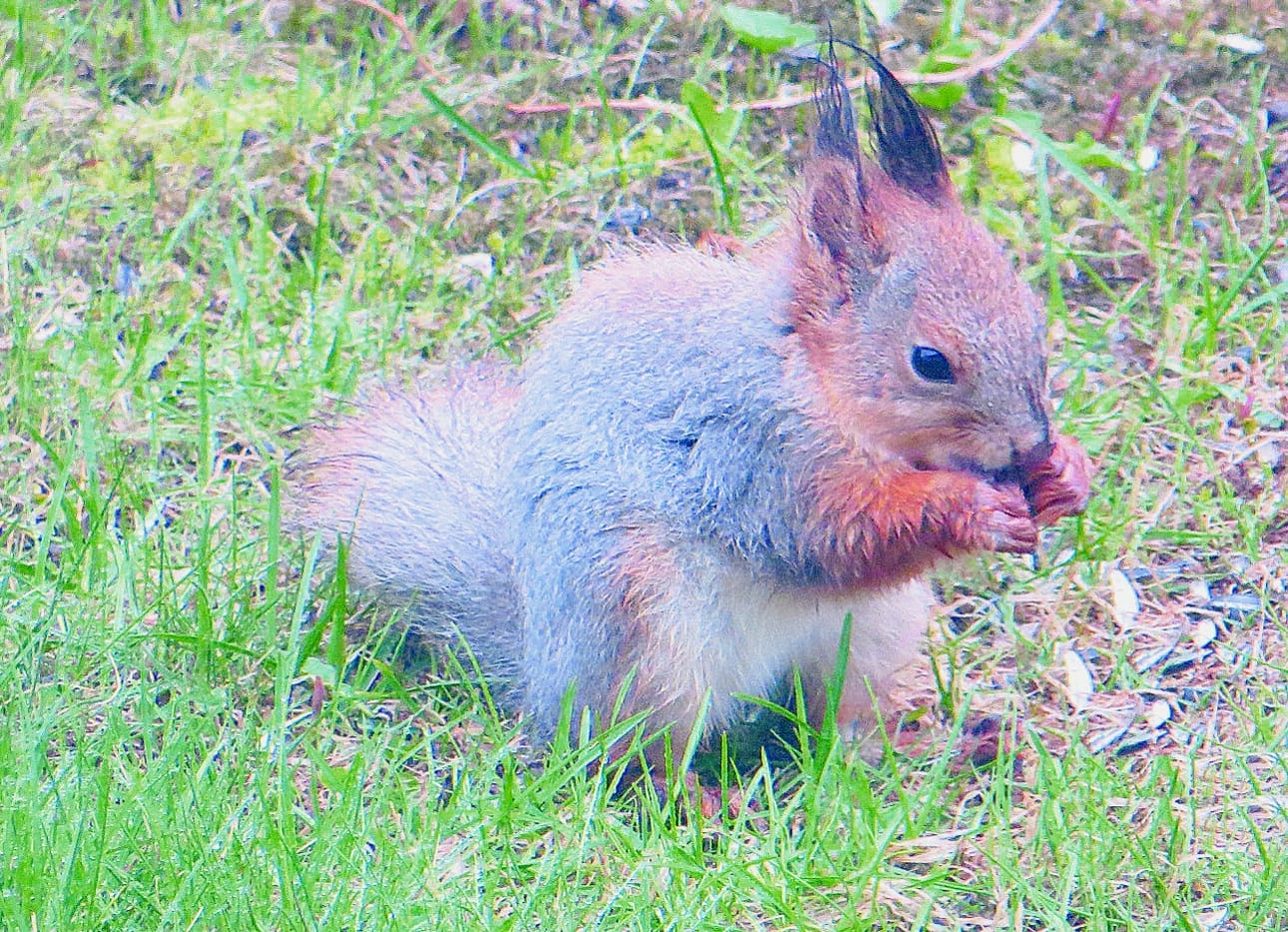 Linnut talvella kelpuuttivat vain parhaat auringonkukansiemenet ruuakseen. Poikaorava tuli siivoamaan lintujen jäljet Oulunsalon Honkakujalle toukokuun viimeisenä päivänä.
