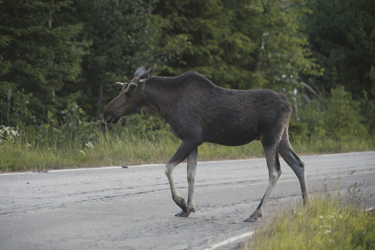 Hirvivaaramerkin alueella nopeuden alentaminen, tarkkaavaisuus ja riittävä turvaväli auttavat välttämään hirvikolarin.