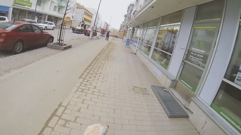 Rovaniemen keskustassa opaskoiran kanssa