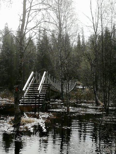 Koutajoki on kapea ja vesi nousee korkealle ja nopeasti. Kulku sillalle on poikki.