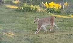 Ilves hiippaili perjantaina raahelaisen talon pihalla.