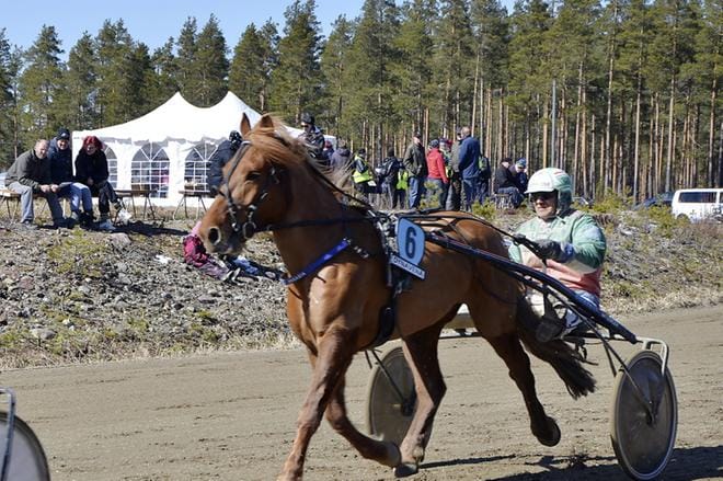 Akaasian askellus sai kehuja jo lämmittelykierrosten aikana. Hyvin kulki ravi myös varsinaisessa lähdössä, sillä ohjastaja Markku Hietanen toi tamman ensimmäisenä maaliin. KUVAT: JAANA ALA-LAHTI