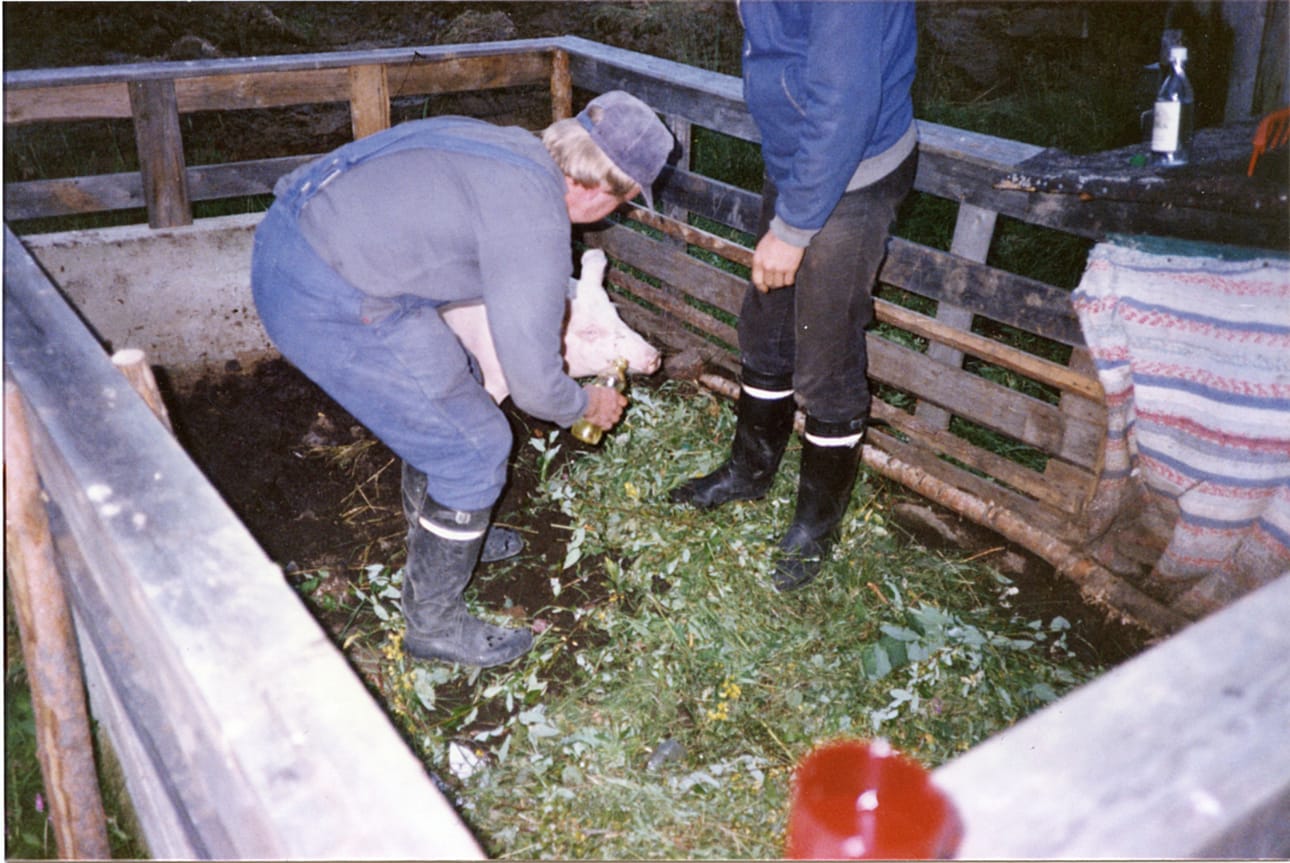 Kesäpossun lääkintää Pudasjärvellä syksyllä 1986. Varmuudella ei tiedetä, tehosiko lääkitys, vai vaivasiko sitä aamulla sama tauti kuin lääkintämiehiä.