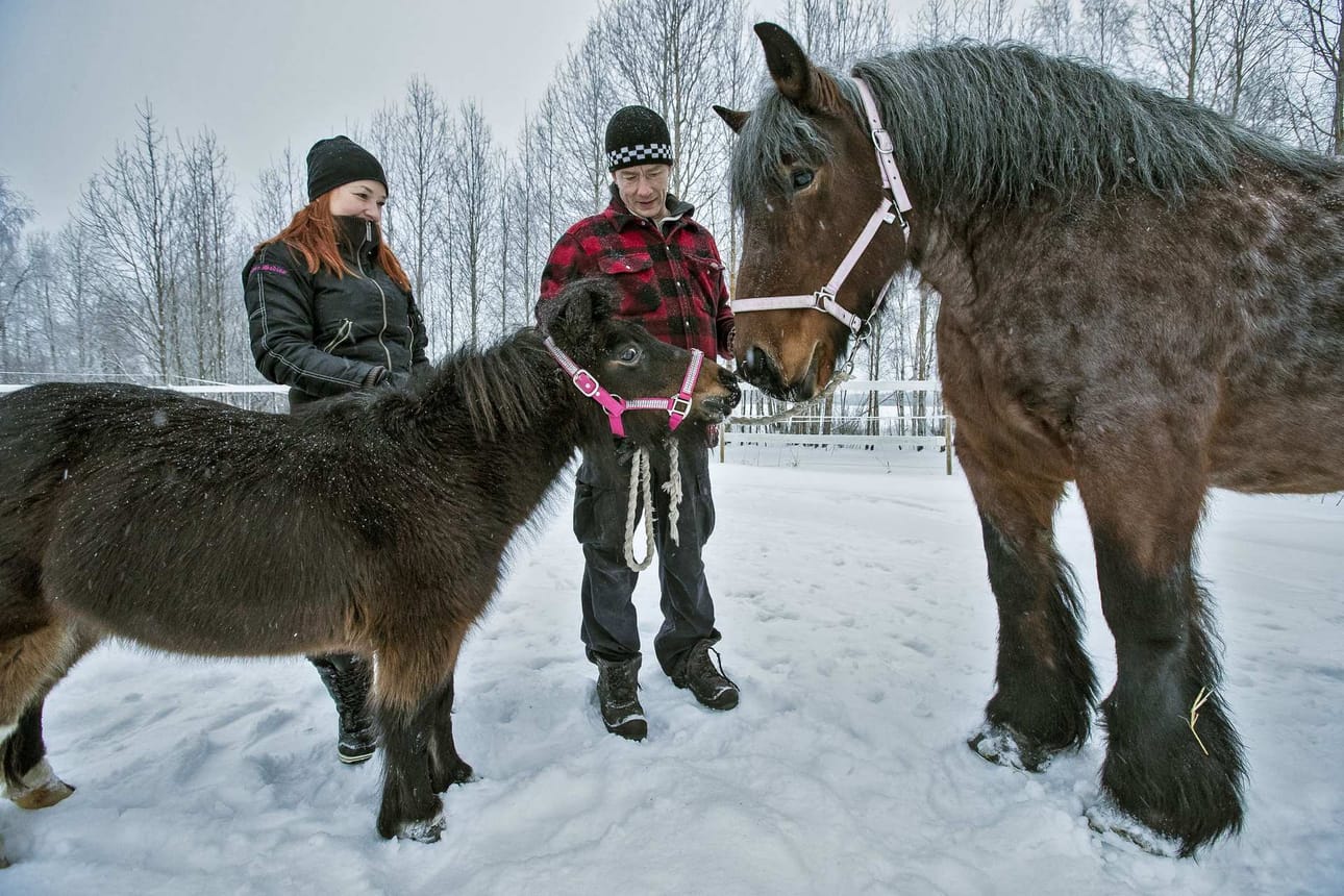 Kirppu ei pelkää pienuuttaan. Marko Ahtimaan pitelemä ardennienhevonen painaa tonnin, Tanja Ahtimaan pitelemä pikkuhevonen noin 120 kiloa.