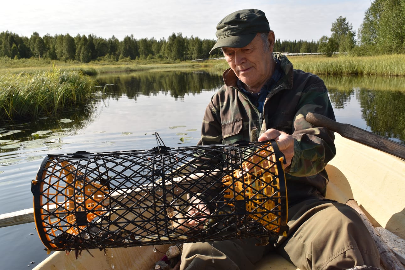 Eero Nevanperä kokee rapumertoja Inkeen Porojoella. Hän on vastuullinen ravustaja, joka haluaa saalista tulevaisuudessakin. Siksi pienet ravut heitetään takaisin jokeen.
