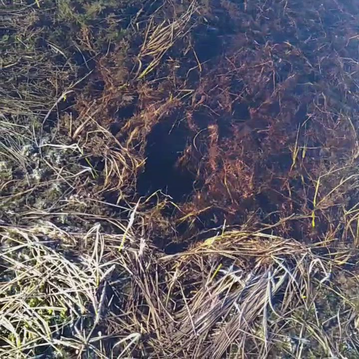 Suolähteestä pulppuaa vettä