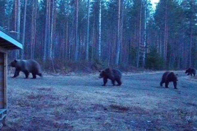 Menkijärveläinen Jenni Koskinen onnistui tallentamaan karhunelikon isänsä Tapani Hautamäen joululahjaksi saamalla riistakameralla.