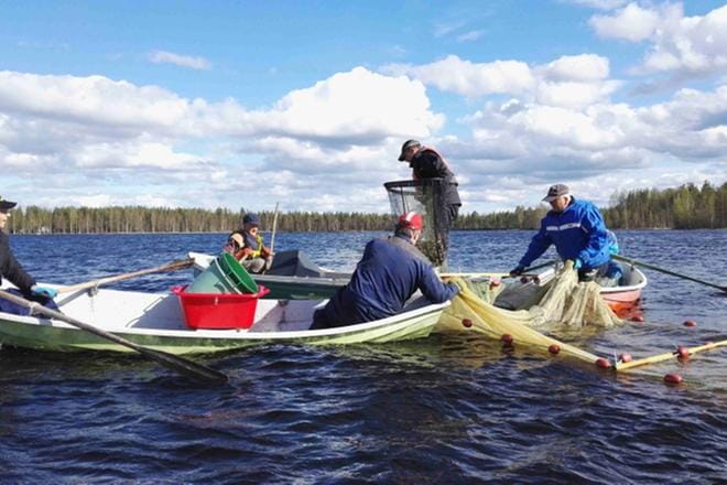 Rysän nostoon tarvitaan kolme venettä ja kuusi miestä. Jukka Savonen, Jukka Salomaa, Esa Kajanus, Keijo Ström ja Pentti Jaatinen työn touhussa. KUVAT: LEENA MÄENPÄÄ
