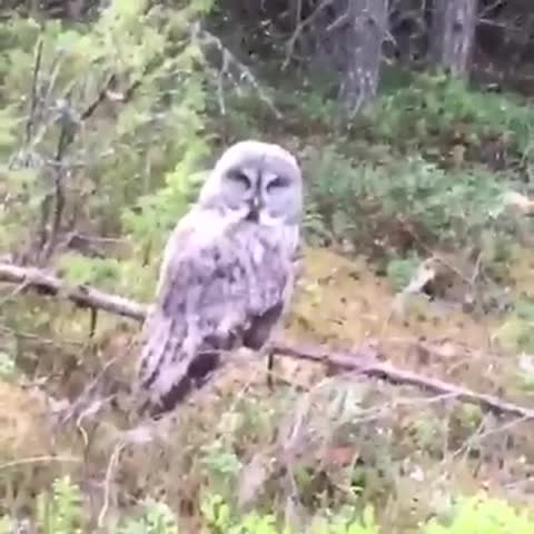 Pöllö Virpiniemessä