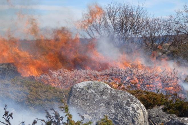 Kuva: Carina Järvinen, Metsähallitus