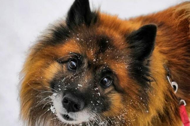 Anuannaaurooran vanha herra Tico katsoo kohti kameraa ihanilla nappisilmillään. Poimimme kuvia lehteen julkaistavaksi Päivän pörrönä, kunhan muistat käyttää Instagramissa #järviseutulehti. Kiitos teille kaikille!