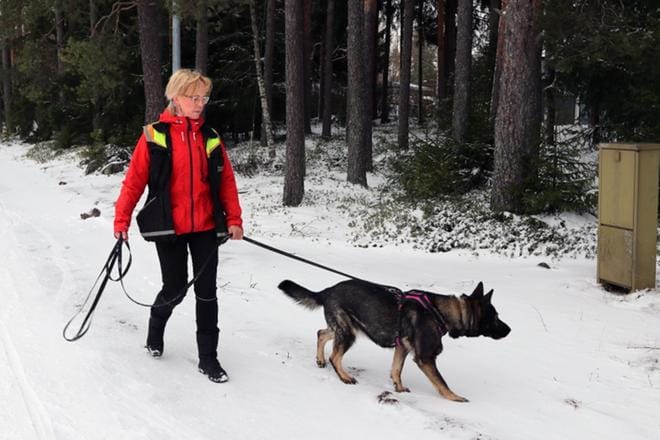 Anne Kurunsaarta ja saksanpaimenkoira Ruutia voi pyytää kadonneen eläimen etsintöihin. KUVA: JARMO PANULA