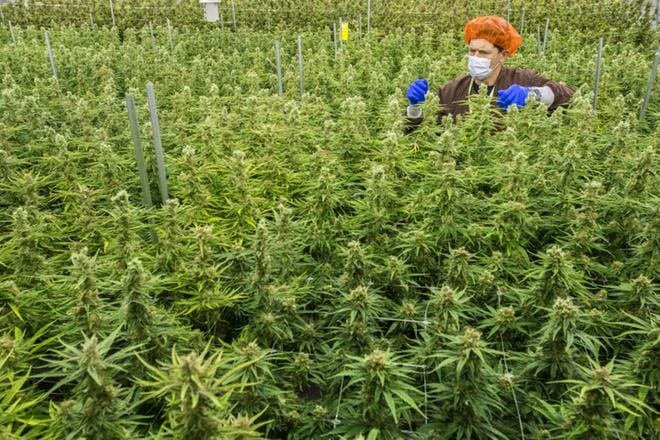 MedReleaf-yrityksen hallituksen varapuheenjohtaja ja viihdekäytön päällikkö Darren Karasiuk seisoo kasvatushuoneessa Markhamissa, Ontarion osavaltiossa. MedReleaf tuotti lääkekannabista jo vuosia ennen viihdekäytön laillistamista. KUVA: WARREN TODA