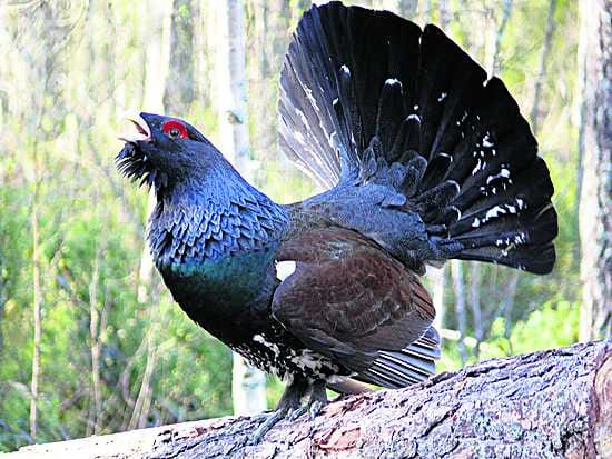 Metso voi pudottautua kieppiin oksalta tai kaivautua sinne hangen pinnalta.