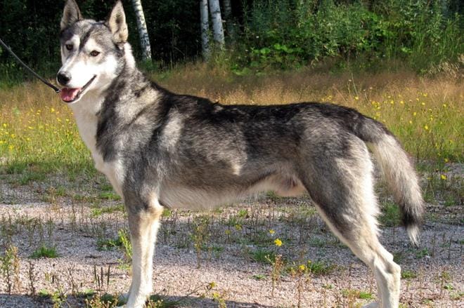 Siperianhusky on keskikokoinen, nopeasti ja keveästi liikkuva rekikoira. Liikunnallinen, seurallinen koira tarvitsee paljon tekemistä. Se on laumassa viihtyvää koiratyyppiä. KUVA: ANNE KIIJÄRVI