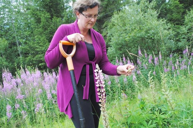 Lupiinin haitallisuutta suomalaisessa luonnossa eivät kaikki ole Anitta Marttilan mukaan vielä oikein tajunneet. KUVA: EEVA-LIISA KULJU
