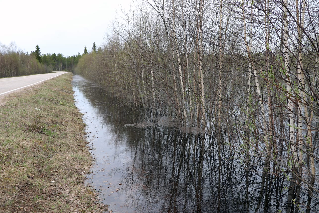 Petäjäkankaantien varresta kuvattua 27.5.2020.