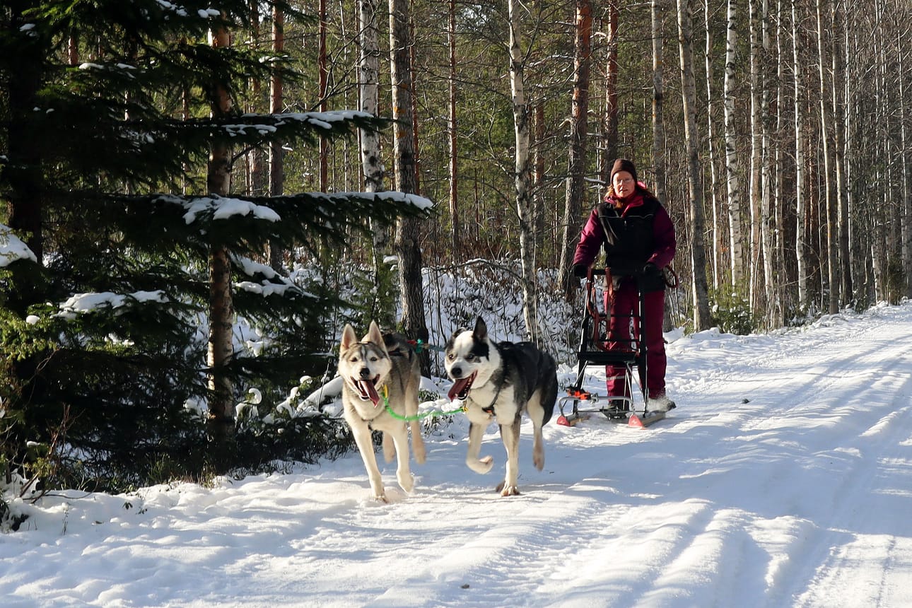 Huskyt Ruuti ja Toto pystyvät yhteistuumin vetämään sen verran kovaa, että Mari Neva-Keturi ei lähde niiden kanssa yksin liikkeelle. Potkukelkasta tuunattu menopeli käänsi alkuun naapureiden katseita, mutta nyt valjakko on jo tuttu näky kodin ympäristössä.