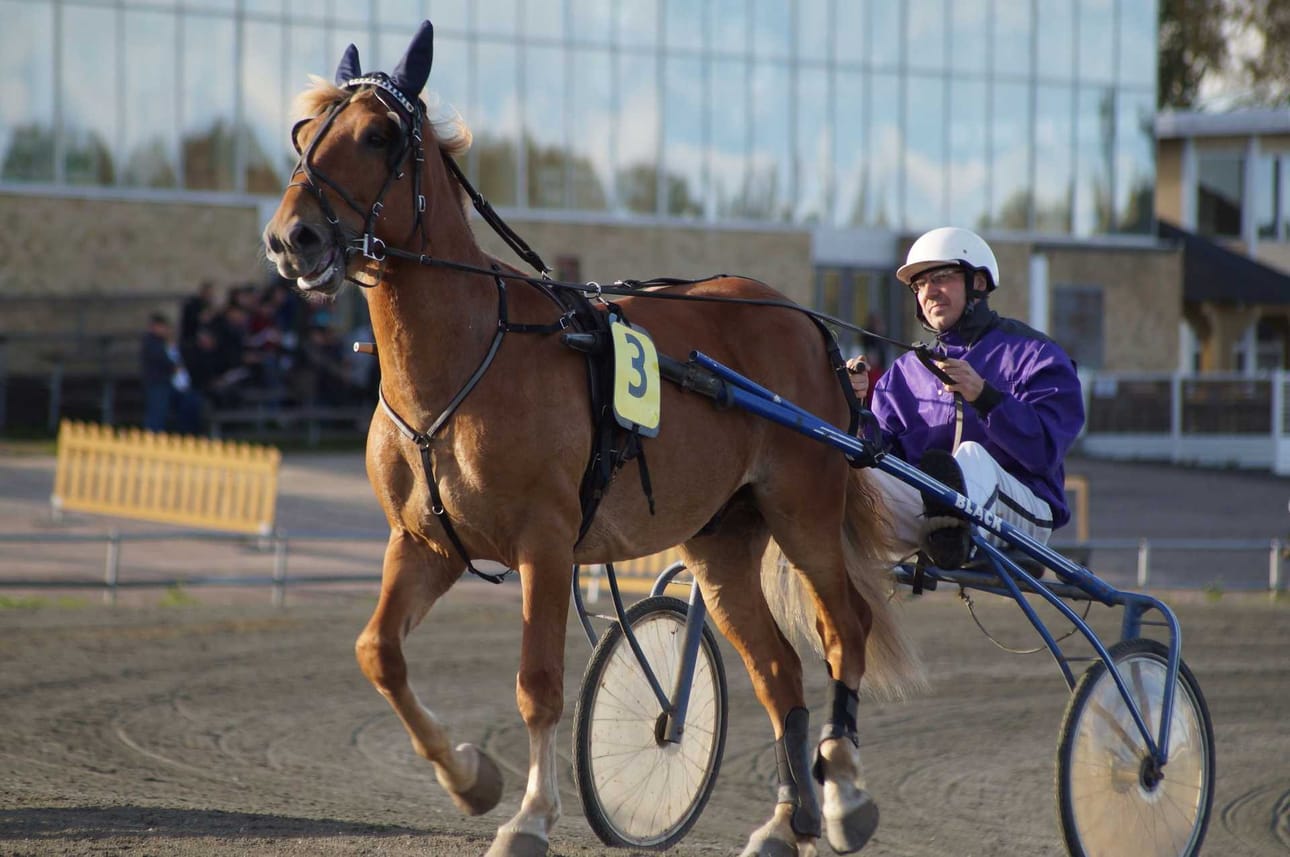 Ari Raution ja Päälykäisen kauden avausvoitto on roikkunut ilmassa. Oulussa ori laukkasi kärkipaikalta. Tuloksena olivat kakkosrahat.