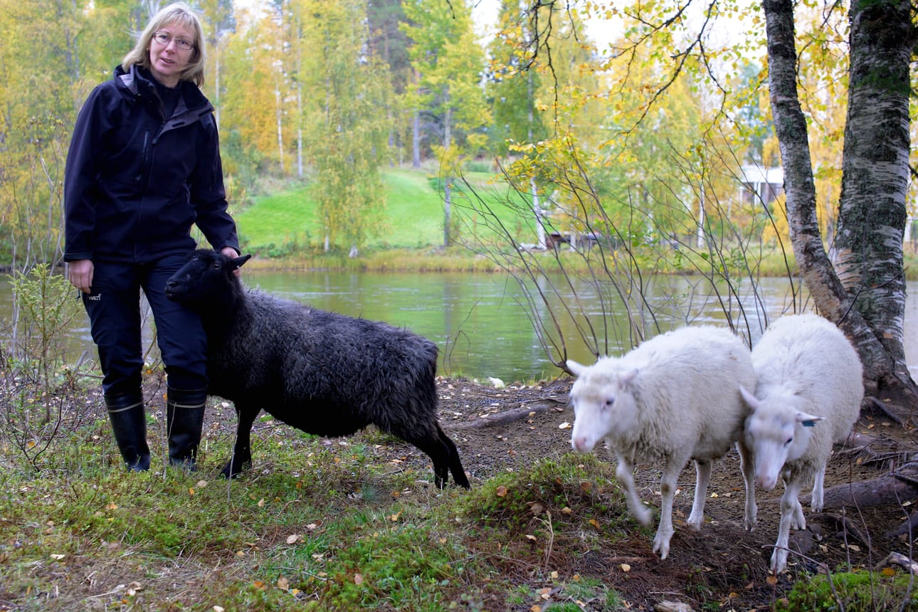 Projektipäällikkö Ulla Majava hoivaa lammaslaumaa Iijoen rannalla, Pappilan maisemissa.