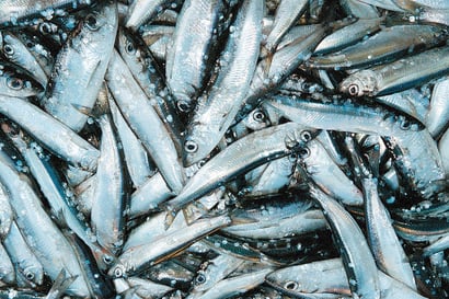 Silakkaa saa kalastaa ensi vuonnakin, mutta niukemmin – lohen kalastuskiintiöt Pohjanlahdella sen sijaan menevät tutkijoiden syyniin