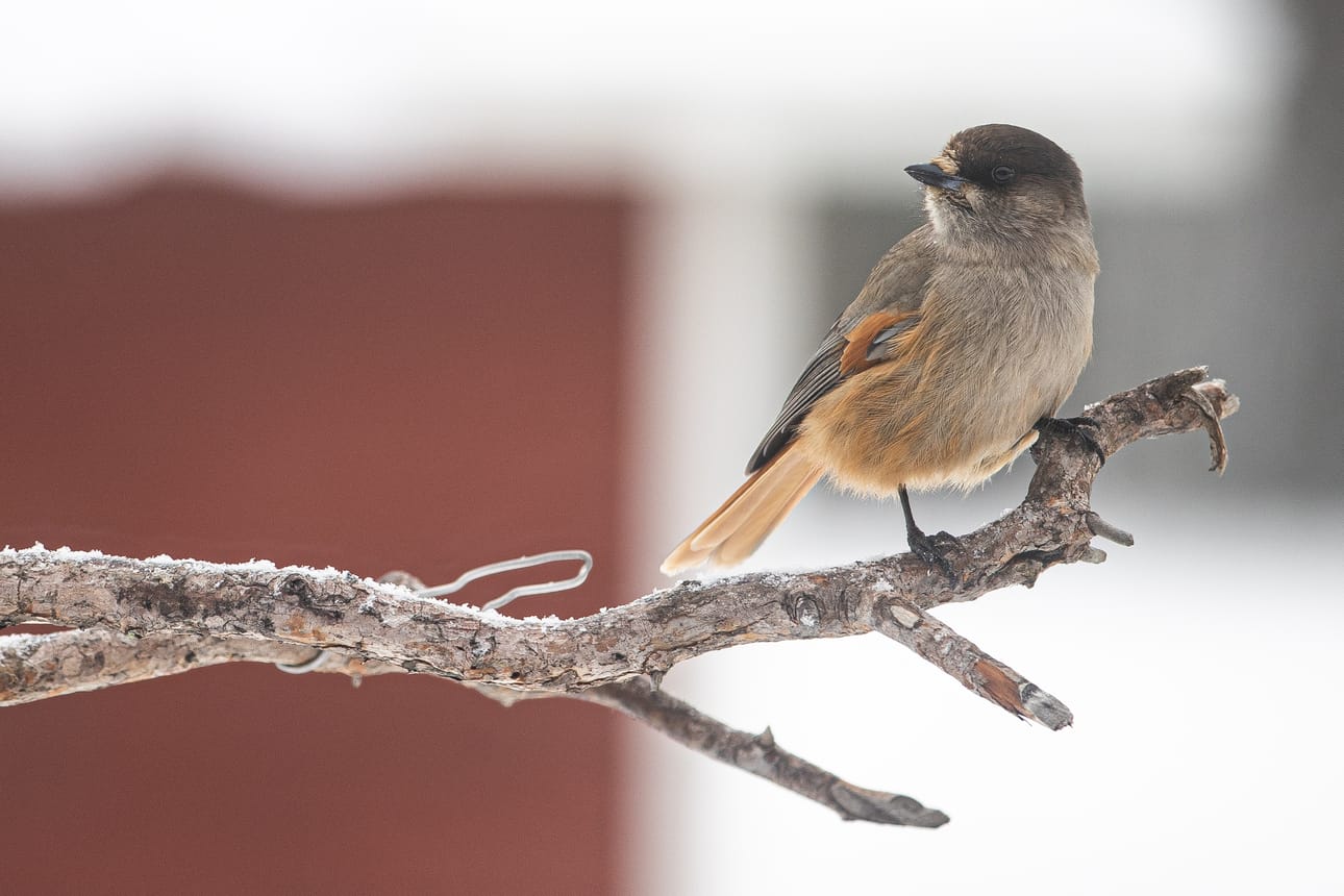 Kuukkeli on paikkalintu. Kuukkeliperheen reviiri on korkeintaan parin neliökilometrin kokoinen. Yleinen uskomus on ollut, että kuukkeli tuottaa onnea.