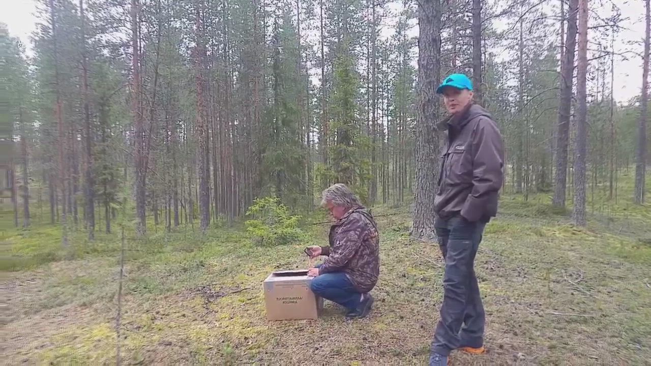 Siipeään Ranuan eläinpuistosssa parannellut Harri-haukka lensi vapauteen
