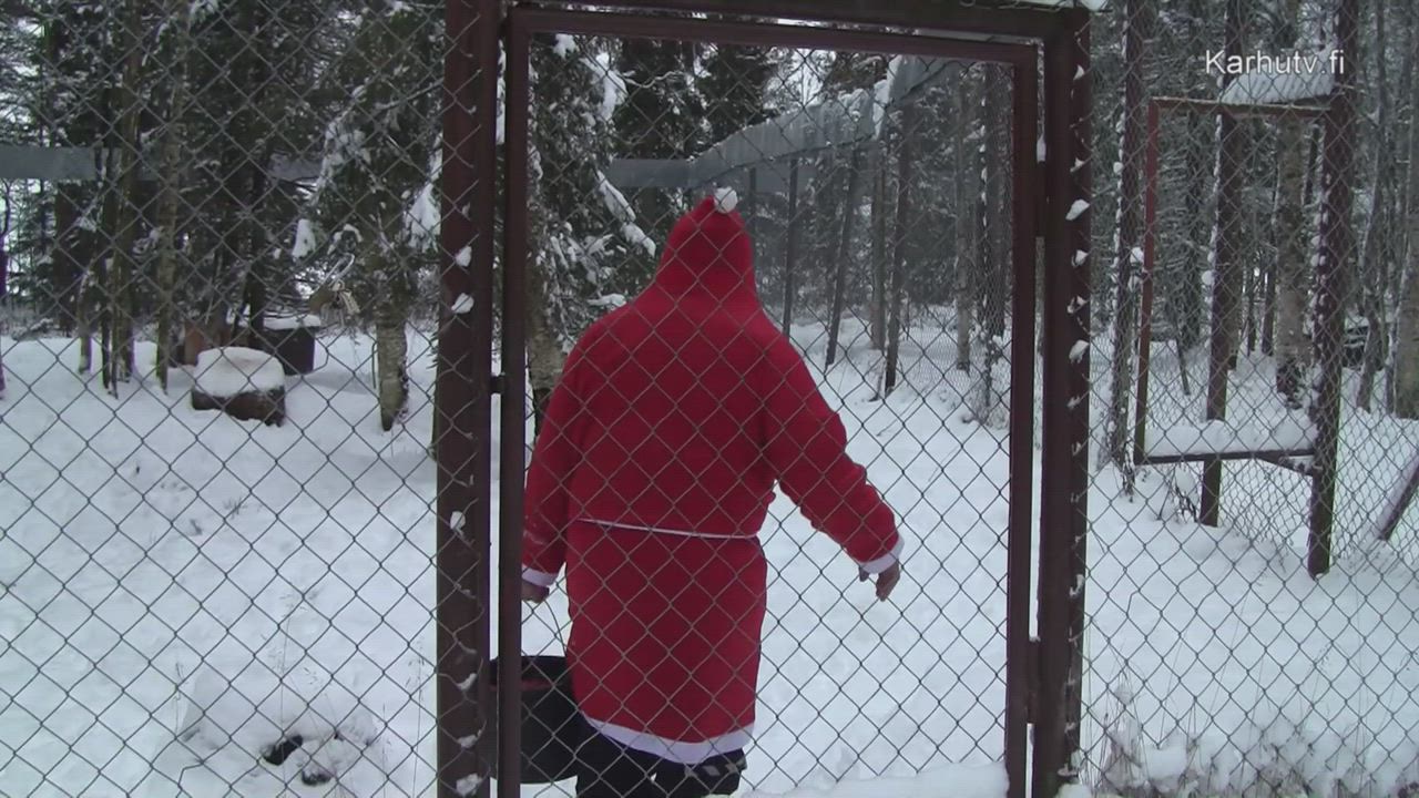 Joulupukki vieraili Kuusamon suurpetokeskuksessa - Mikko-kettu oli ollut erityisen kilttinä