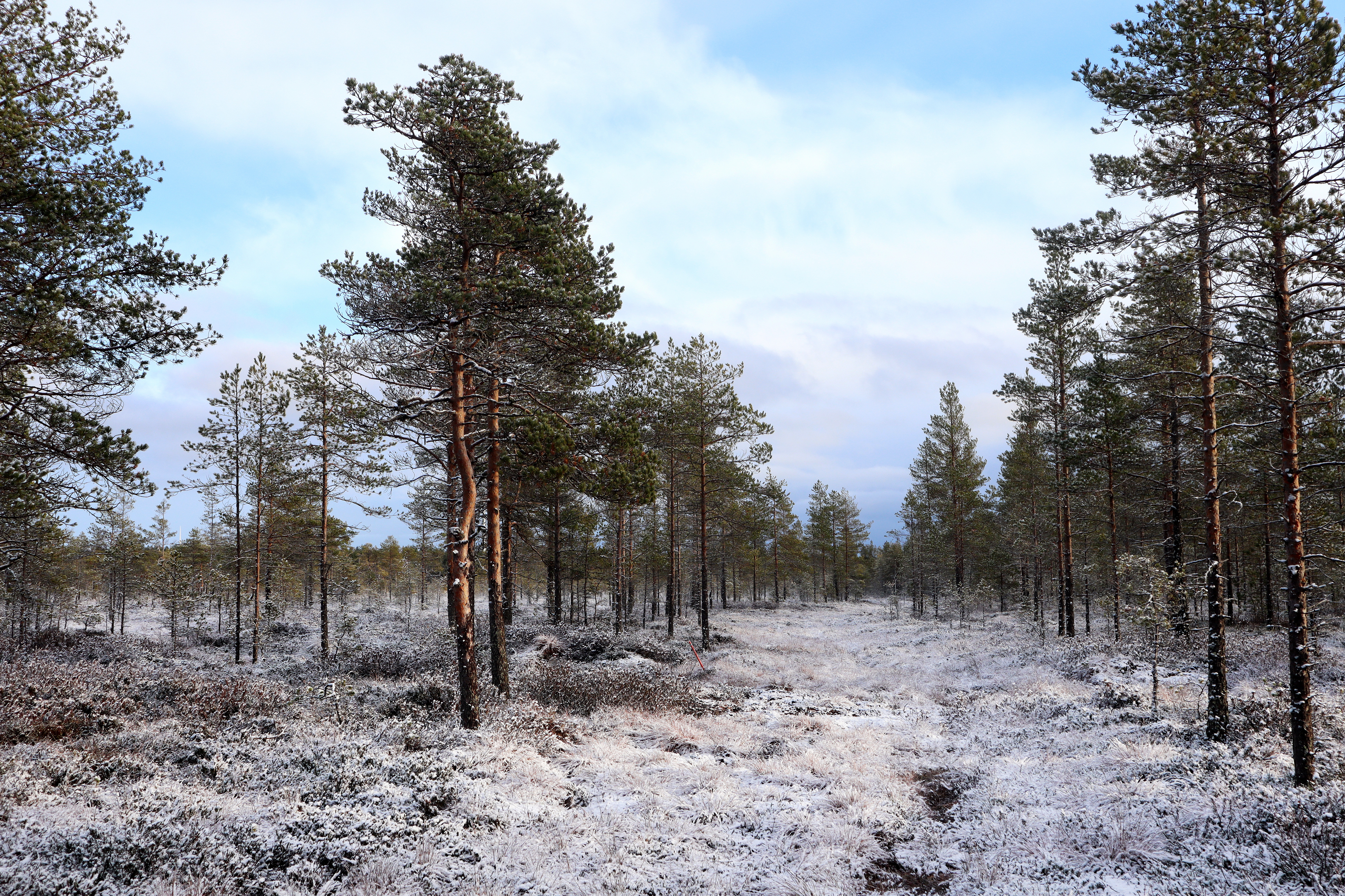 Joulukuinen metsäretki tarjoaa kauniita maisemia – Rauhakankaan-Niinistönjärven reiteillä voi valita helppoa tai haastavaa patikointia