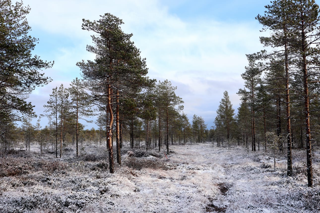 Rauhakangas ja Rauhaneva ovat tähän aikaan vuodesta kaunista aluetta.