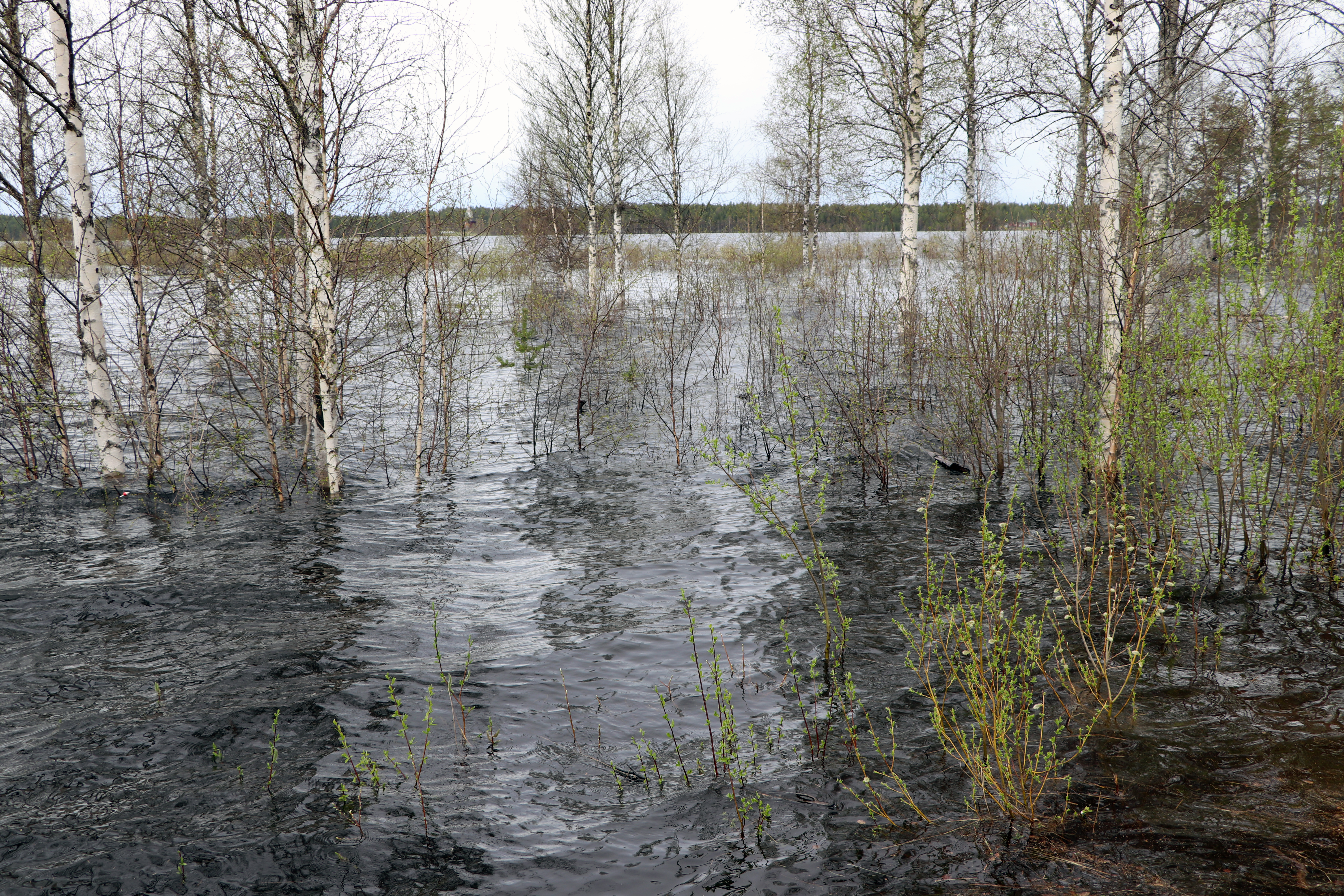 Pudasjärvelle päin Petäjäkankaantien varresta kuvattuna 27.5.2020.
