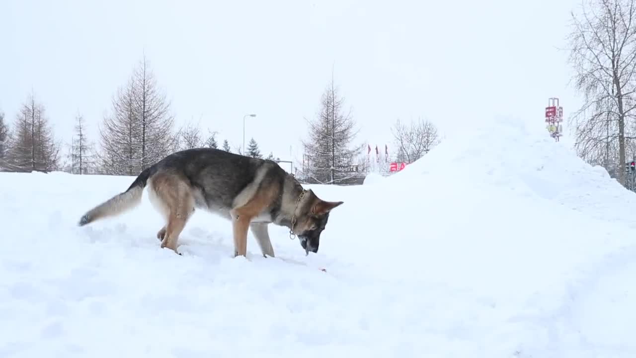 Poliisin sankarikoira pääsi eläkkeelle