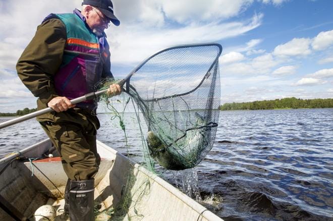 Pekka Pelttari pyydysti lohta Tornionjoella viime kesäkuussa. Luken mukaan viime kesän nousulohien tiamiinipitoisuus oli alempi kuin aiemmin, mikä lisää poikaskuolleisuutta. Kuva: Pentti Vuosaari