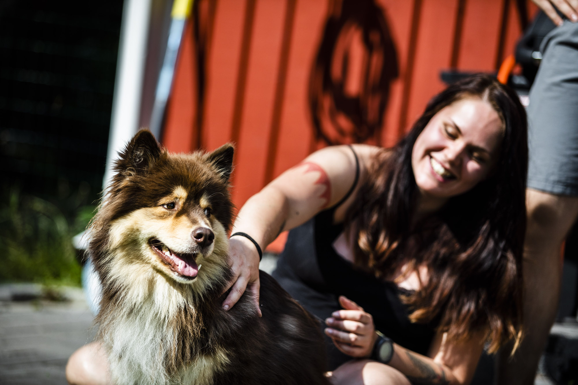 Haittaako, jos koira haukkuu ovikellon soittoa? Useimmilla koirilla on jonkinlaista häiriökäytöstä, mutta lievänä se ei ole ongelma omistajalle, saati koiralle