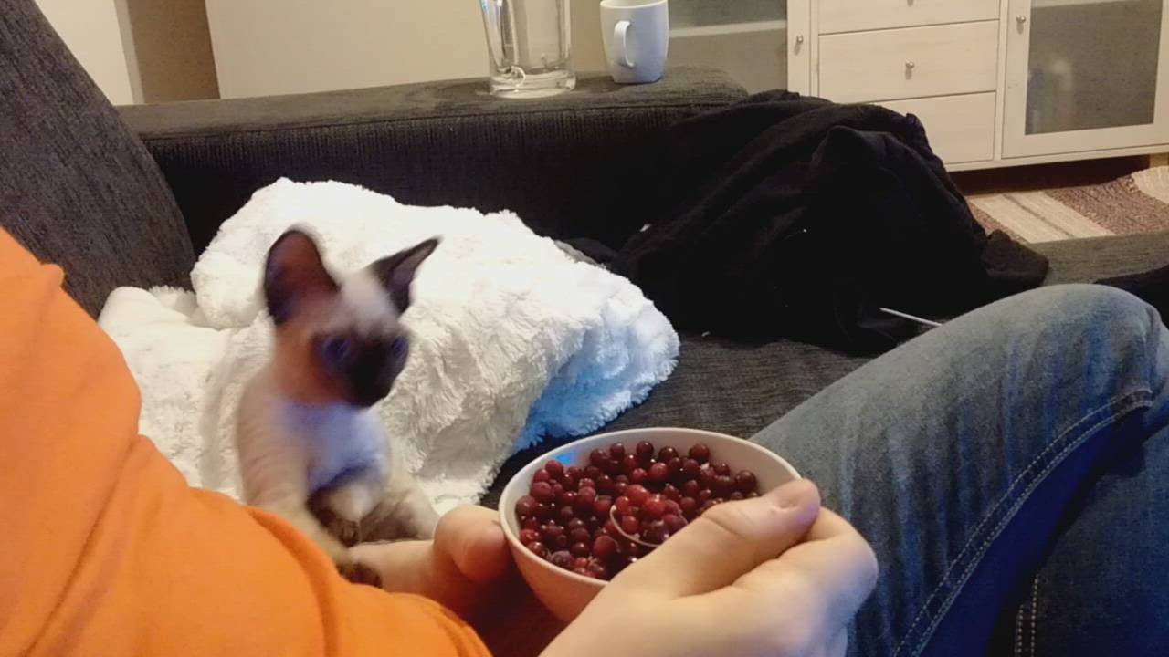 Kissakilpailu: Ihmiset syö puolukoita! Kissanpentu ei voi ymmärtää