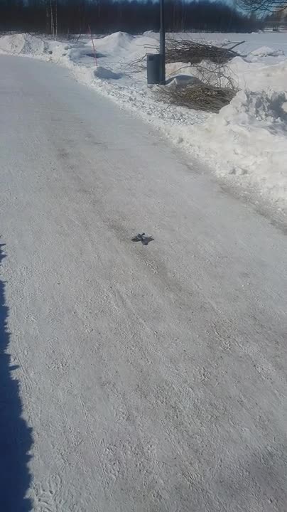 Talitintti nokki lajikumppaniaan