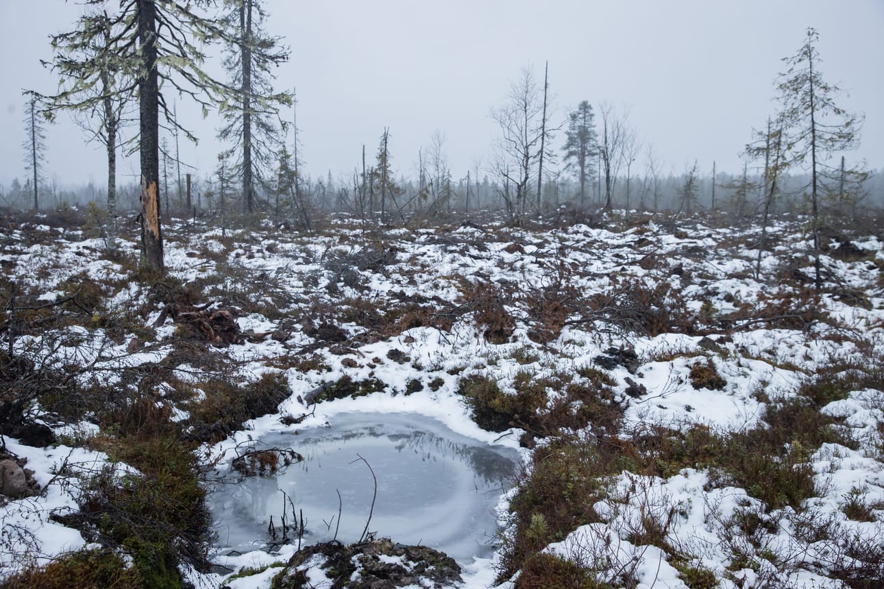 Ensimmäiset sadat metrit ajoura kulkee kohtalaisen tuoreen hakkuualueen läpi. Tunnelma marraskuisena harmaana päivänä hakkuuaukealla on synkkä.