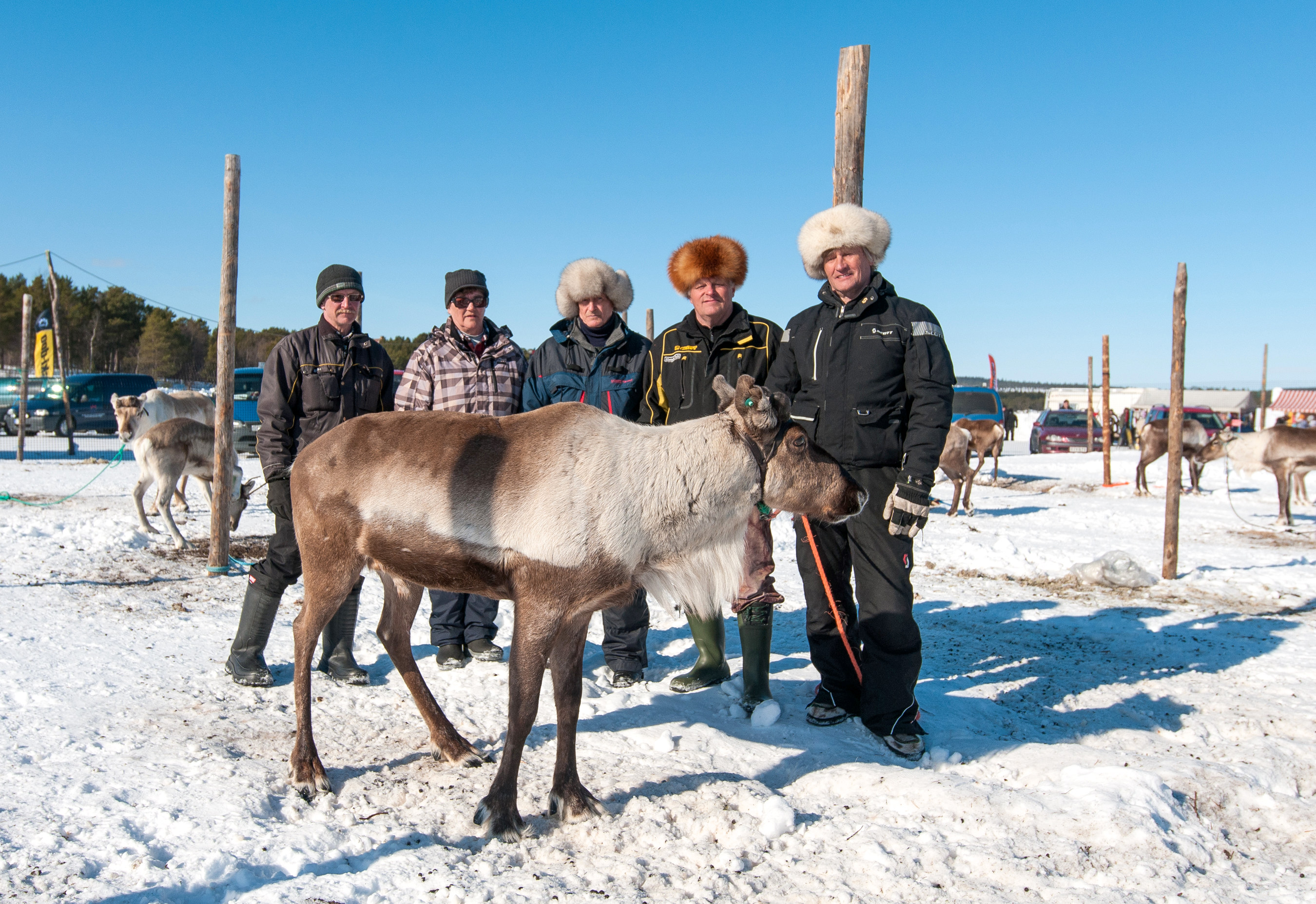 Posion paliskuntien väkeä oli iso joukko Inarissa. Vasemmalta Tenho Tuomivaara, Airi Tuomivaara, Hannu Setämaa, Kalevi Simontaival ja Esko Ahola ja hänen omistamansa Tummanopsa.