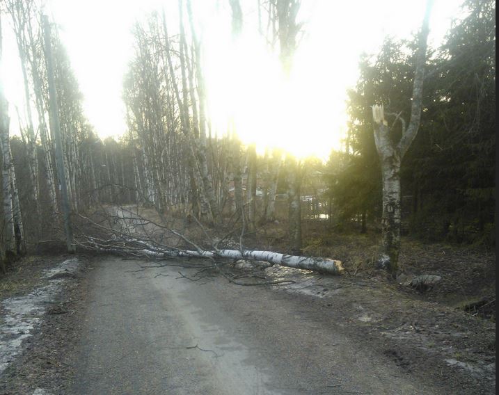 Myrsky oli kaatanut koivun pyörätielle Oulun Välivainiolla.