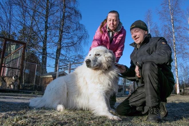 Sasu on isokokoinen koira ja rodultaan maremmano. Udeliukset sanovat, että se pystyy voittamaan suden. Ilmeisesti yksi ja sama susi on viikon sisällä kahdesti vieraillut Udeliusten pihapiirissä ja yrittänyt napata koiran. Seuraavalla kerralla isäntäpari päästää Sasun sen perään. KUVA: JORMA HAVULA