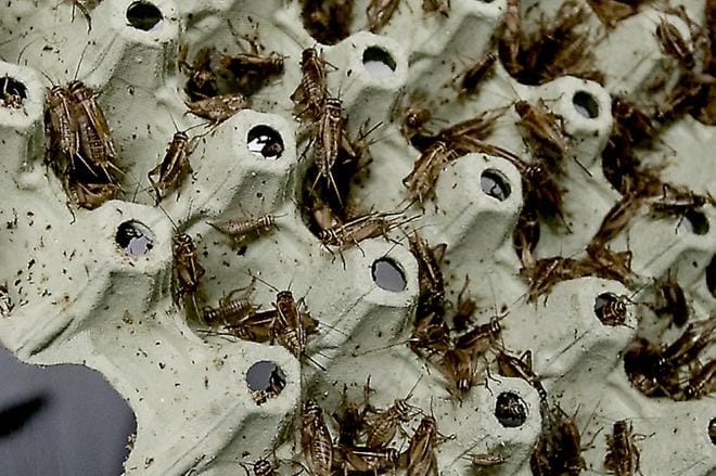 Hyönteisruokaa haluavan kuluttajan lautasella nähtäneen lähitulevaisuudessakin lähinnä sirkkoja. Sirkat viihtyvät ja kasvavat kananmunakennojen väleissä. KUVA: Jaakko Elenius