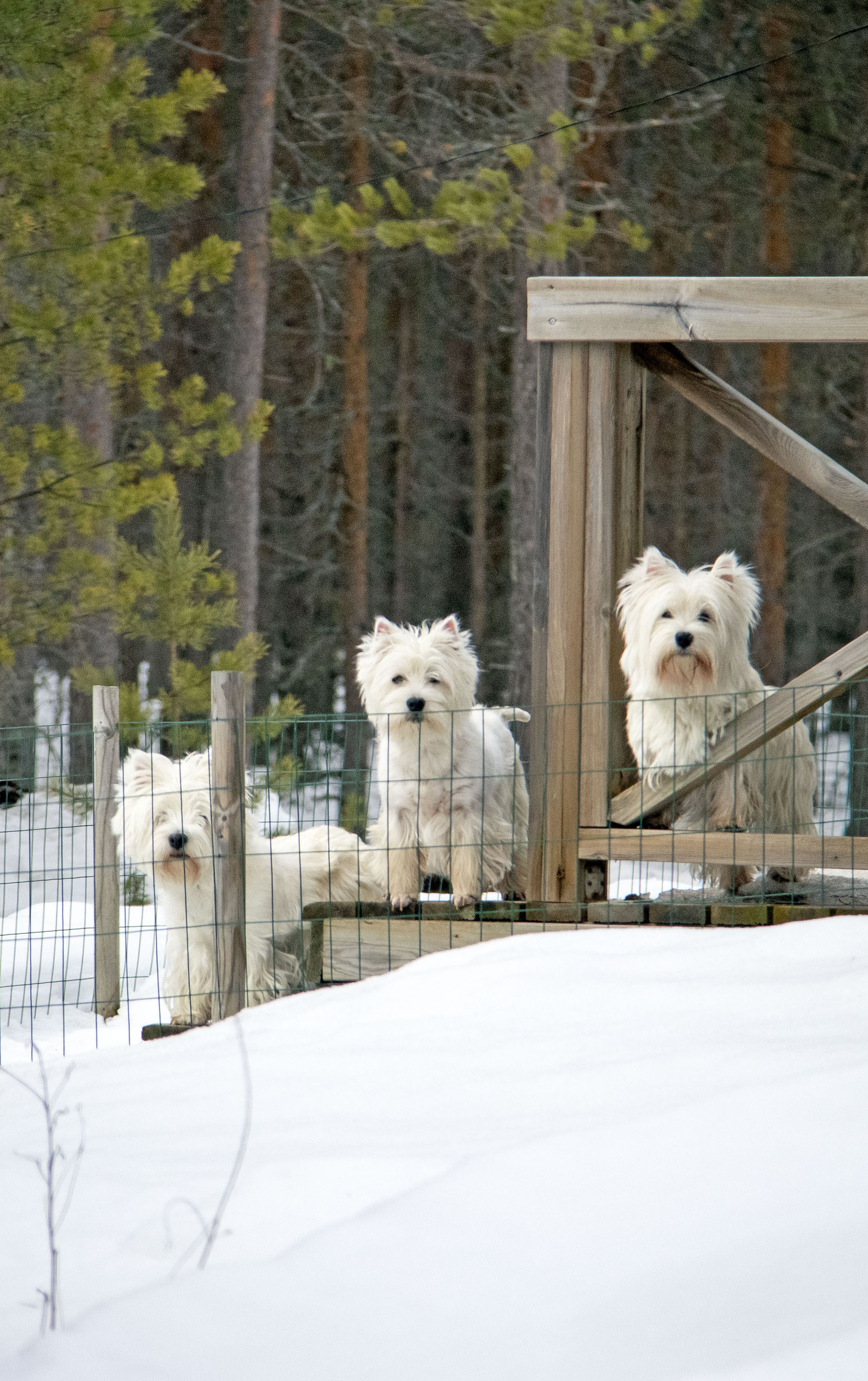 Luolapeikon kennelin pentuja on syntynyt lauttamatkallakin – "westie on suuri koira pienessä koossa"
