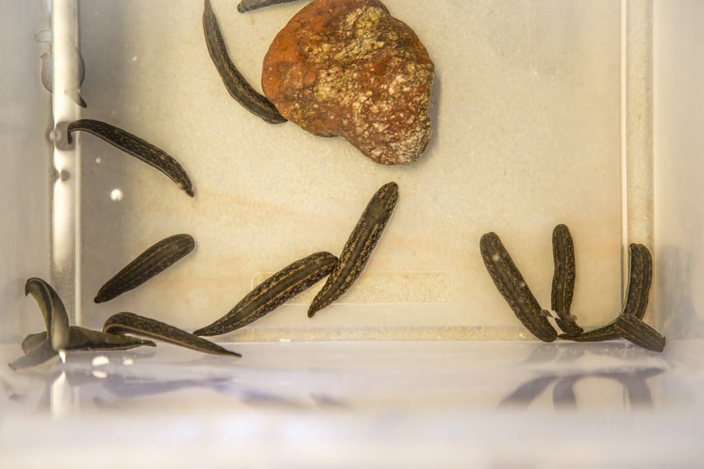 Korkeasaaren eläintenhoitoyksikössä on yritetty viime päivinä pelastaa tullin sinne toimittamia verijuotikkaita. Kuva Korkeasaaren eläintarhasta.