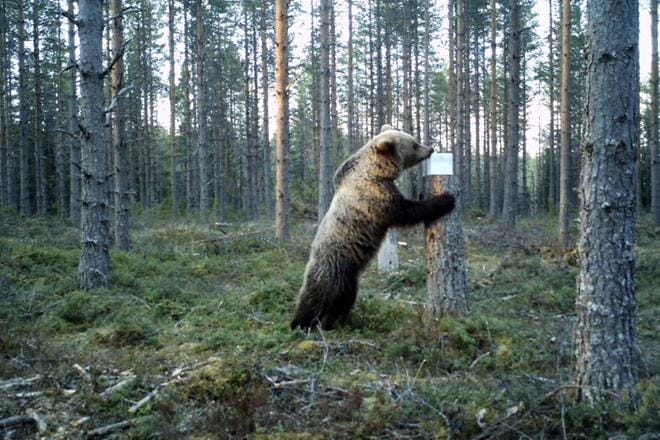 Kuvan karhu on käymässä nuolukivellä. KUVA: VELI-PEKKA LAMMIN RIISTAKAMERA