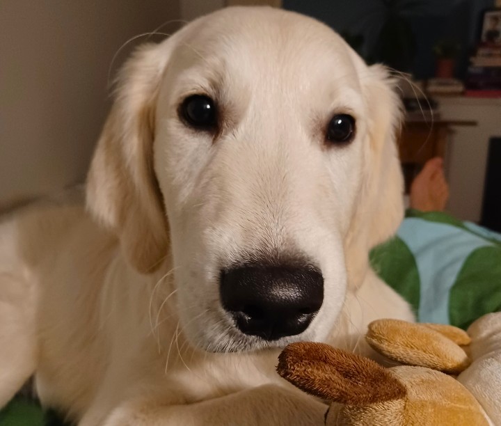 Valvontaeläinlääkäriksi kaksi hakemusta