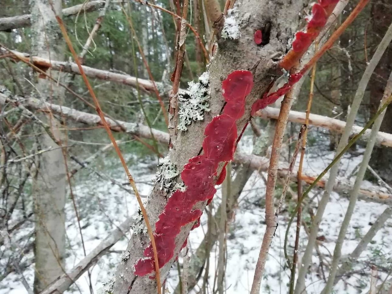 Pajupunakan näyttäviä itiöemiä voi löytää loppusyksystä pajujen rungoilta ja oksilta.