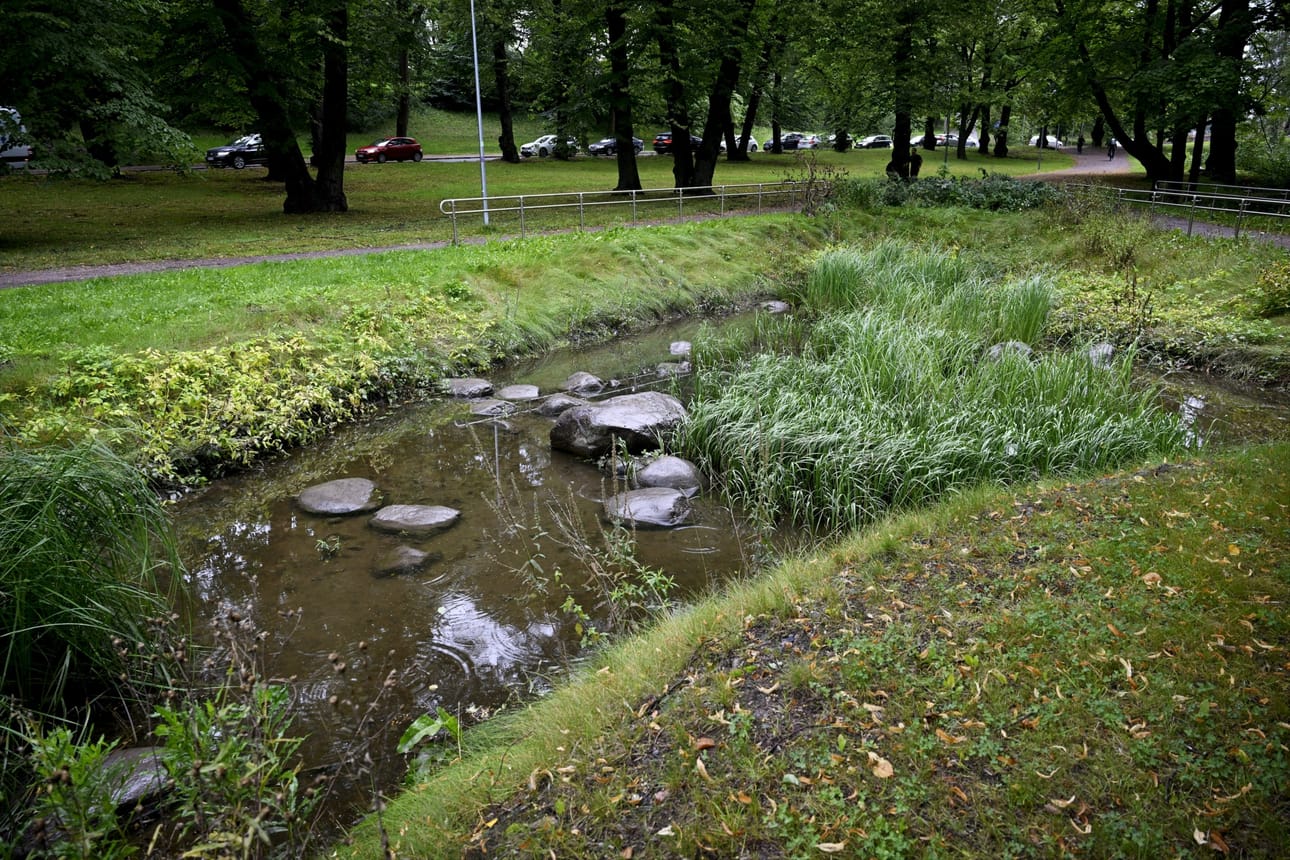Luontopohjaiset hulevesiratkaisut näkyvät kaupunkilaisille esimerkiksi niittyinä, painanteina, kosteikkoina ja viherkattoina. Kuvassa Vauhtitien hulevesikosteikko Helsingissä. LEHTIKUVA / ANTTI AIMO-KOIVISTO