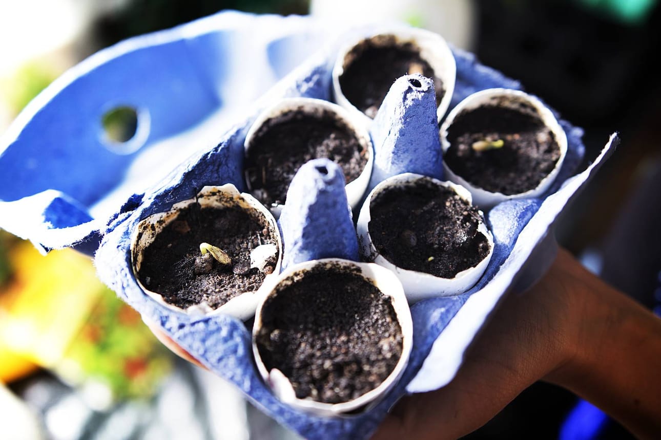 Idea. Siemeniä voi kylvää vaikka munankuoriin. Taimet voi istuttaa myöhemmin maahan munankuoret mukanaan, kunhan kuorten pohjat rikkoo ensin, Noora Peltola ohjeistaa.