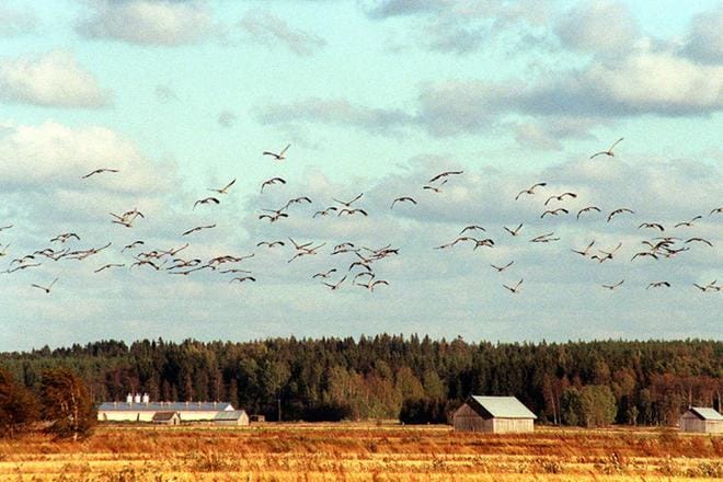 Syyslomaa ei kannata ahtaa täyteen tekemistä. Tylsistymiselläkin on paikkansa. Esimerkiksi luonto tarjoaa monenlaista tekemistä. Kuva: Arkisto